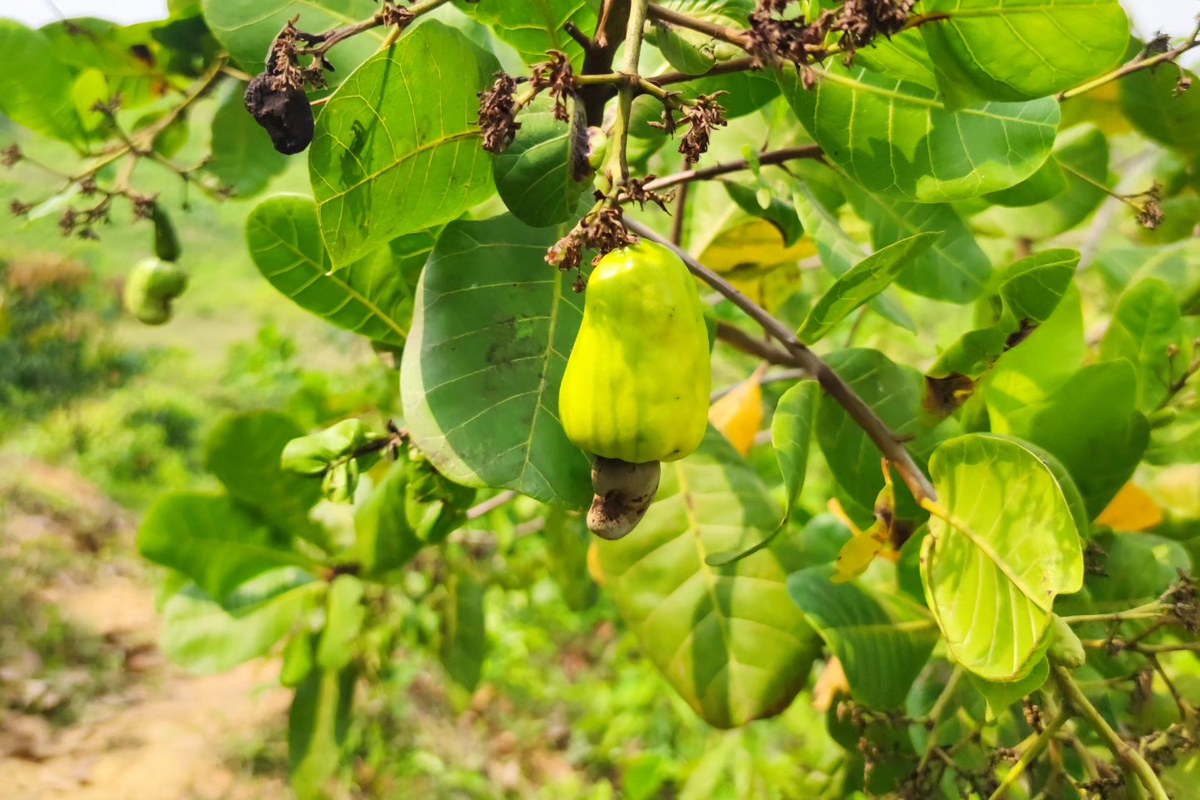 Community Agroforestry: Coffee, Cashew & Native Trees