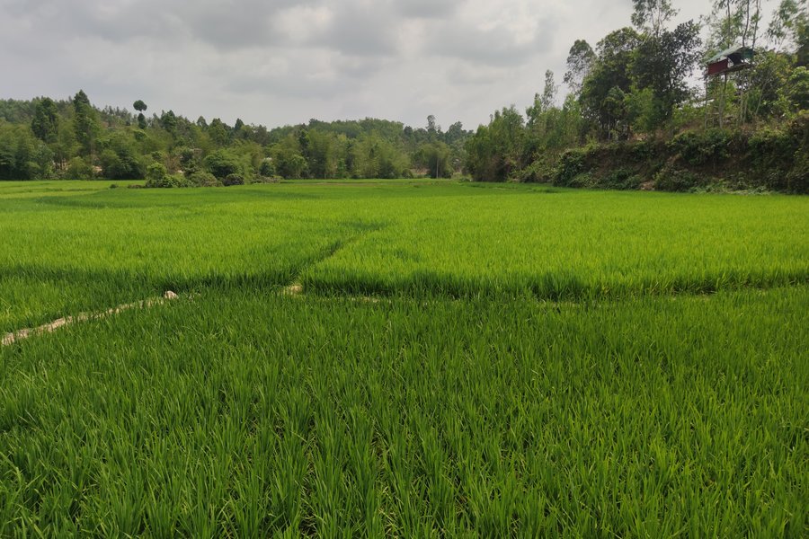 Agroforestry