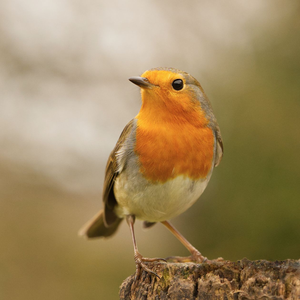 Biodiversity - Bird species