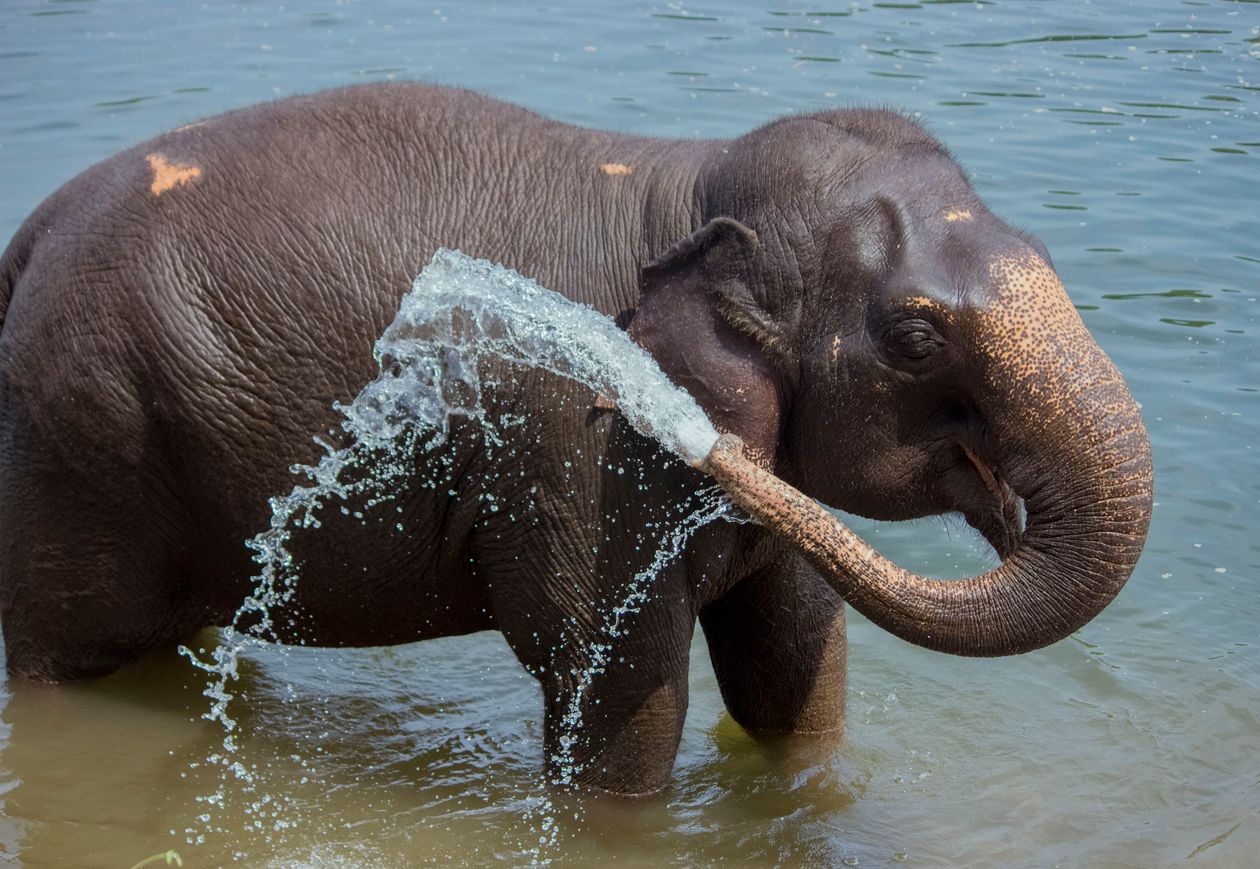 Biodiversity - Conservation efforts