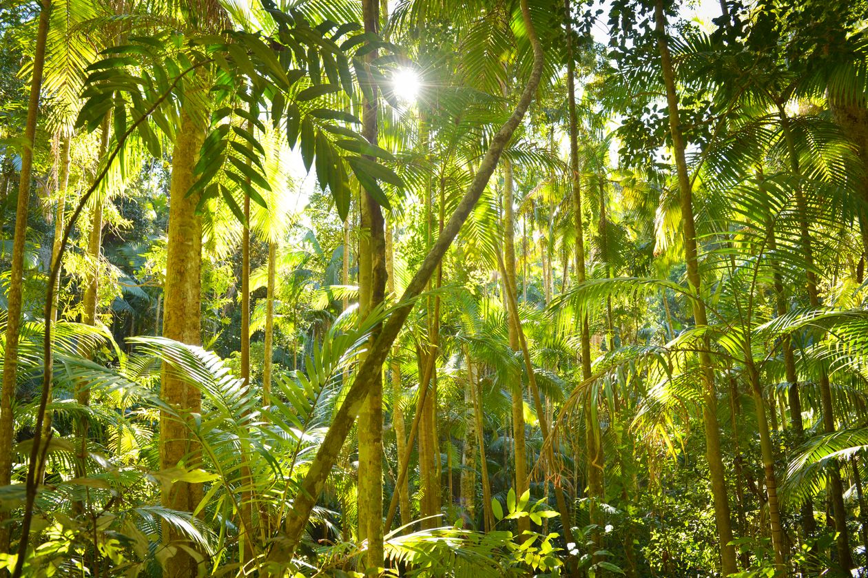 Biodiversity - Forest ecosystem