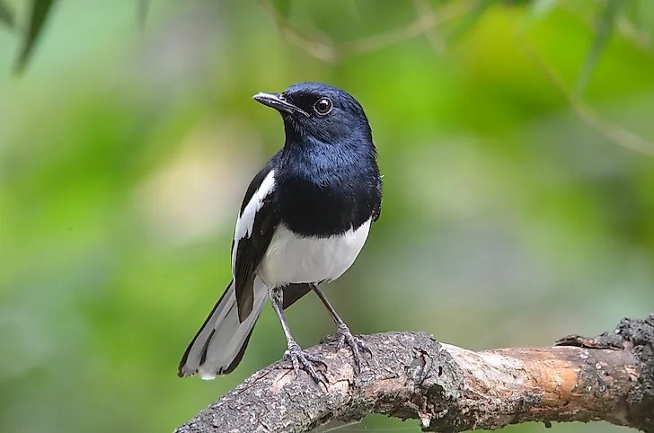 Biodiversity Monitoring