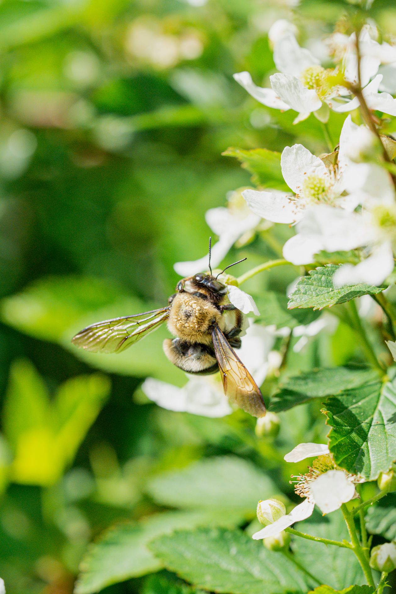 Pollinators