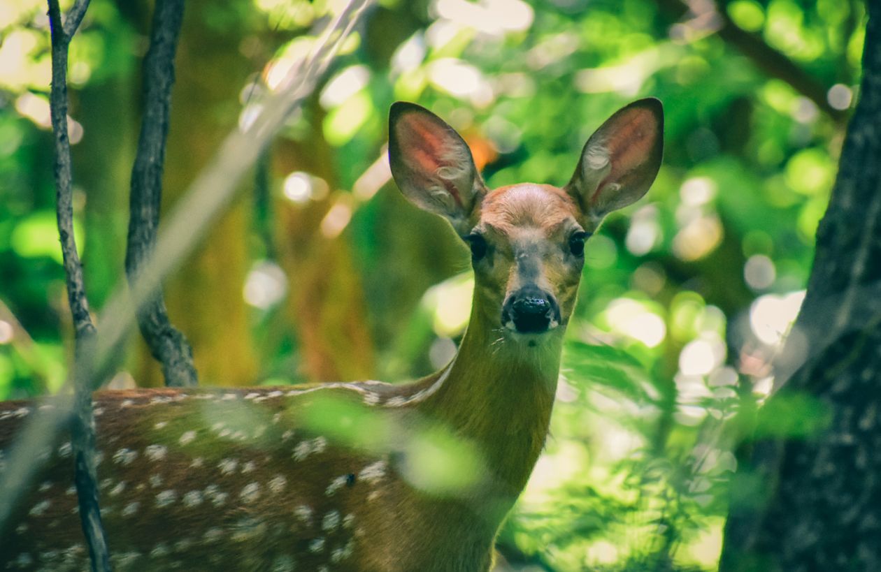 Biodiversity - Wildlife conservation