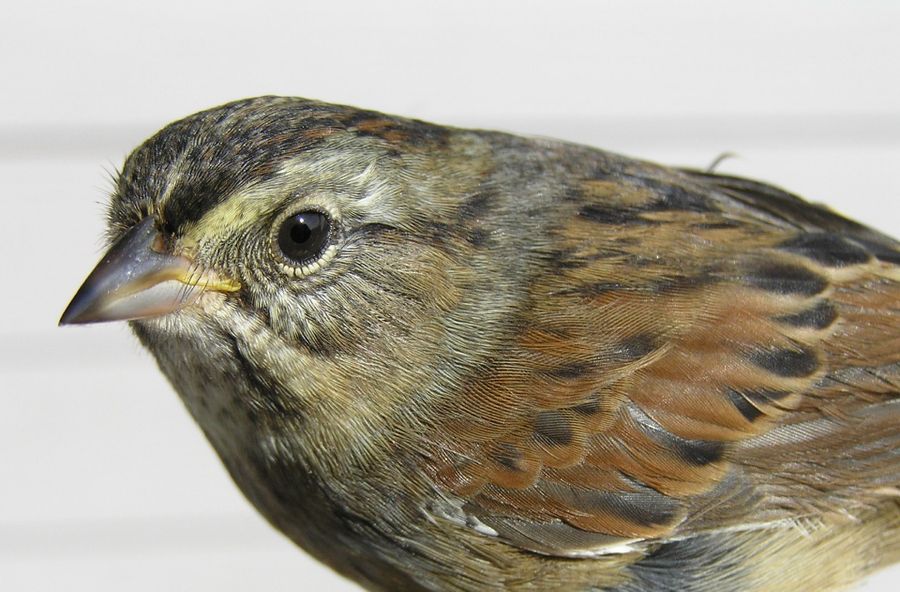Biodiversity Monitoring