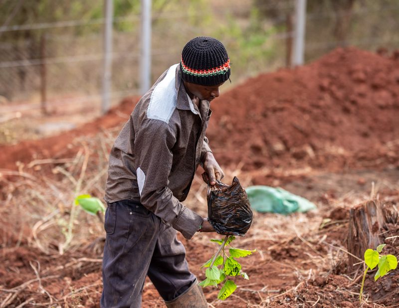 Person planting a tree