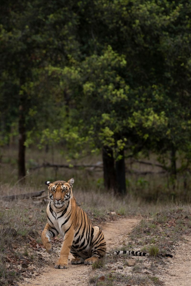 Bengal tiger in the wild