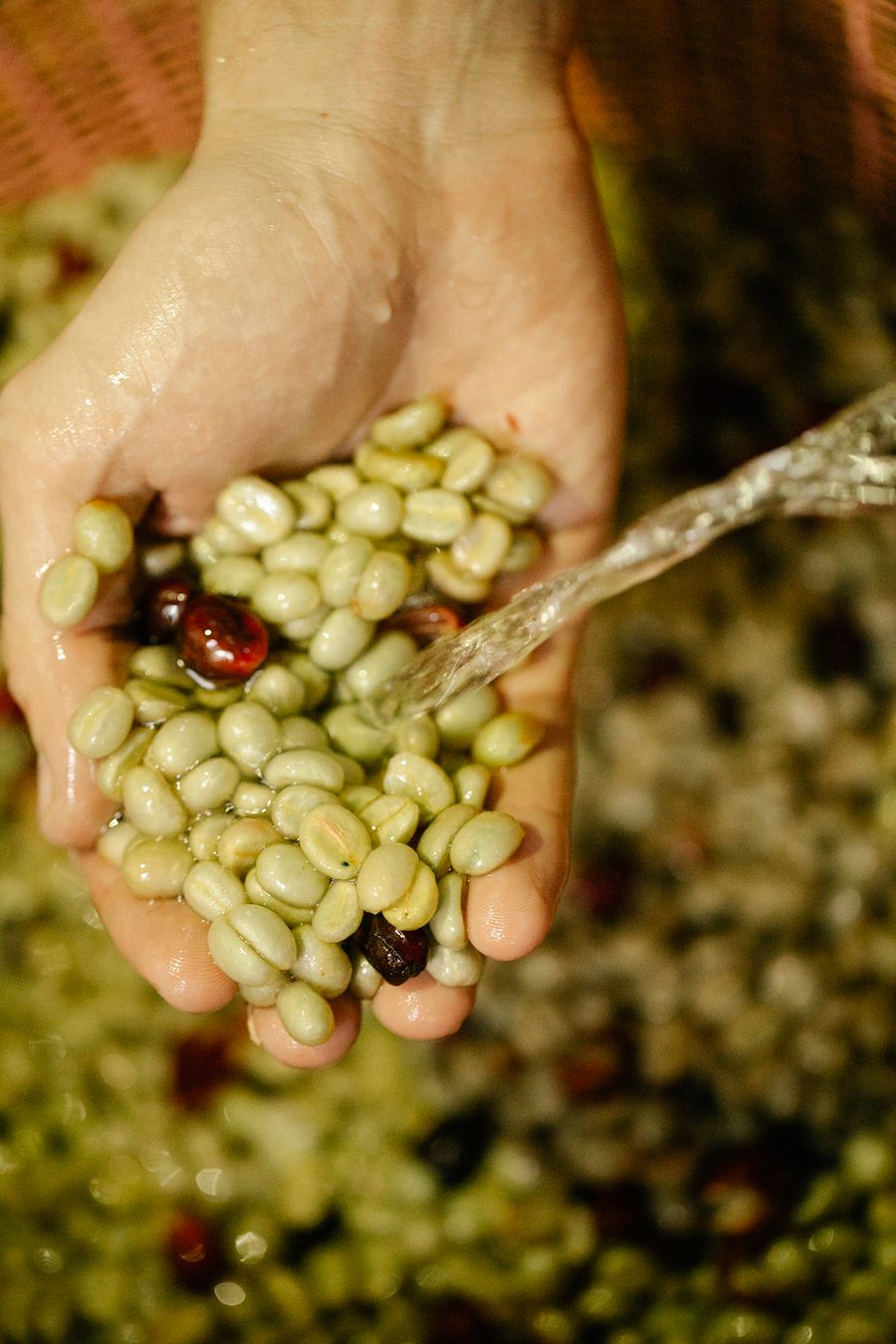 Coffee & Cashew Agroforestry
