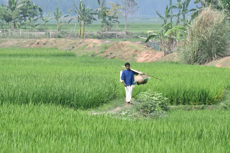 SSEAFA community farmer in a rice field