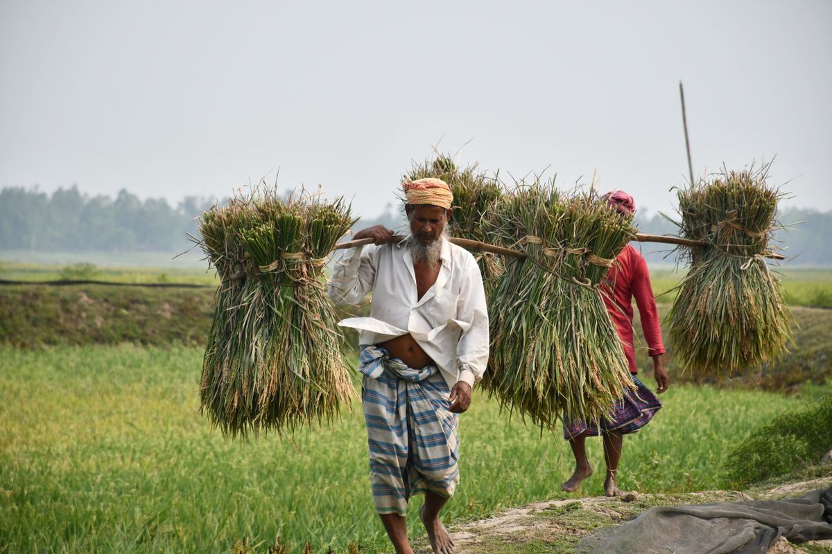 Farmers carrying harvested rice in Bangladesh