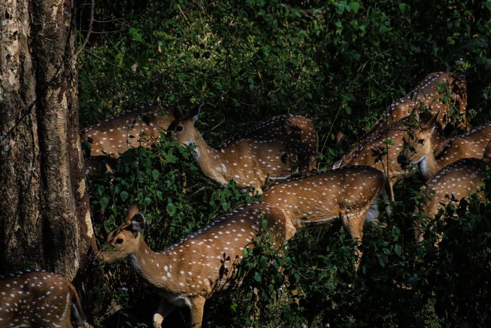 Spotted deer herd in the forest
