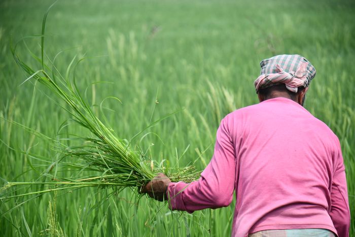 Farmer harvesting rice in a green field