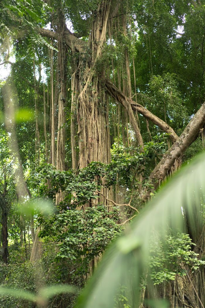 Dense tropical forest canopy