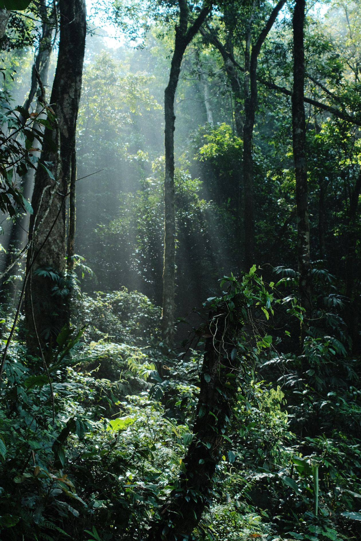 Sunlight through a tropical rainforest canopy