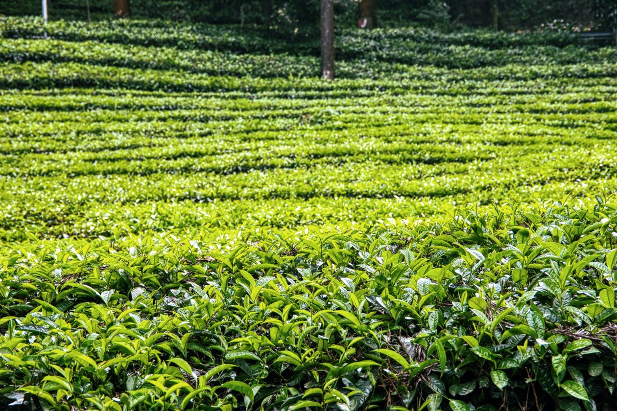 Tea garden in the Assam hills