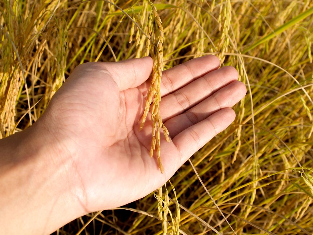 Hand examining ripened rice grain in the field
