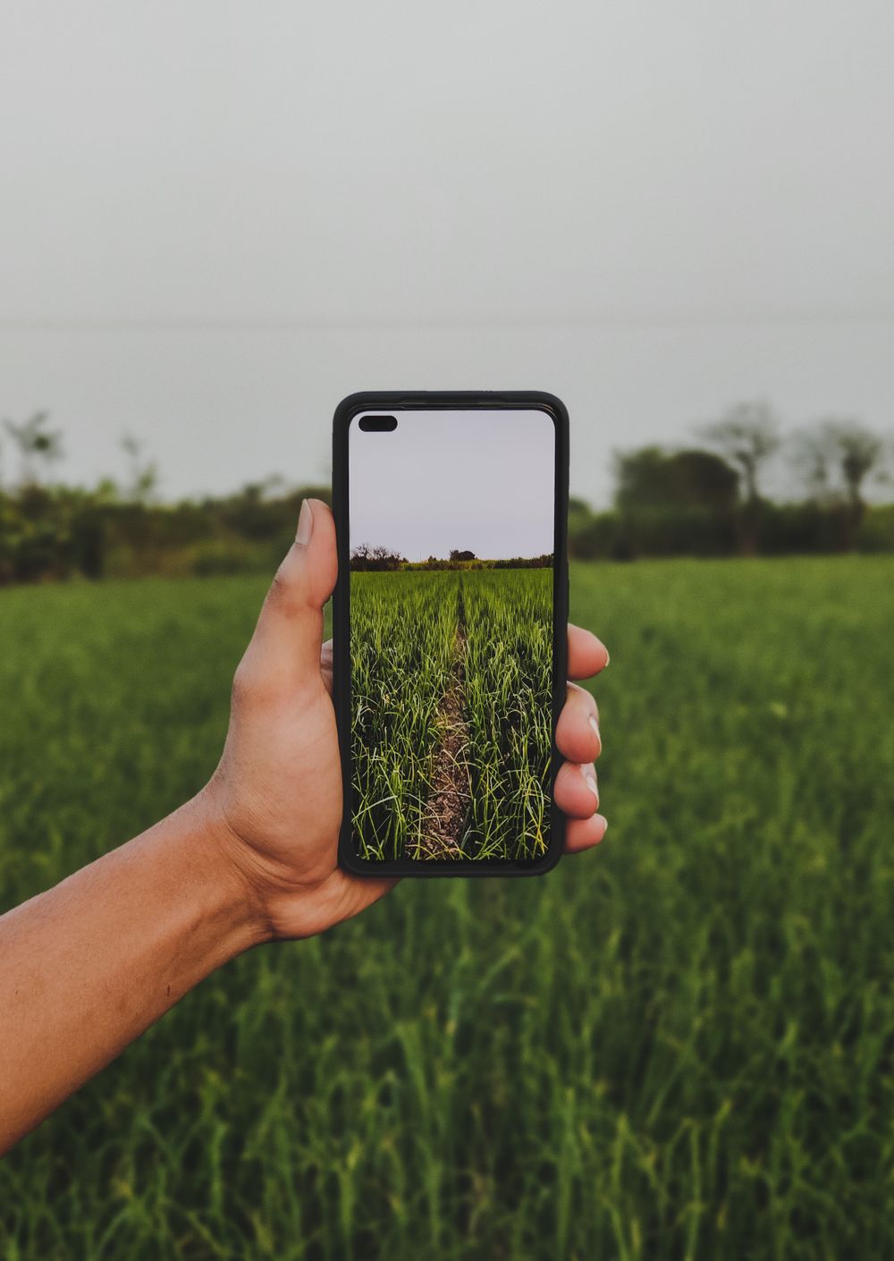 Field data collection with a mobile device in a crop field